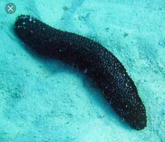 Огурец морской черный (Holothuria atra)