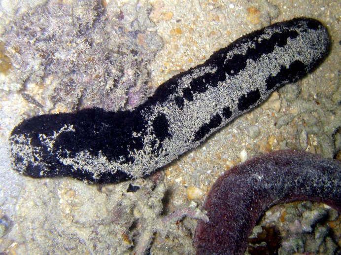 Огурец морской черный (Holothuria atra)