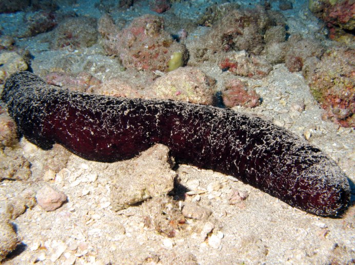 Морской огурец Баренцевого моря