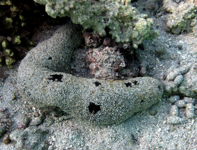 Морской огурец на Мальдивах