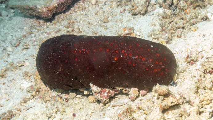 Жемчужница и морской огурец