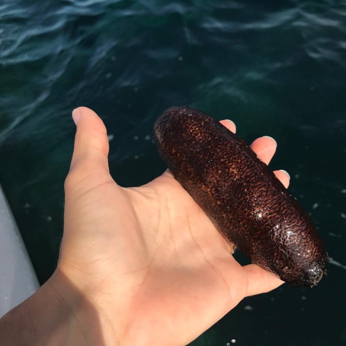 Голотурия Средиземное море