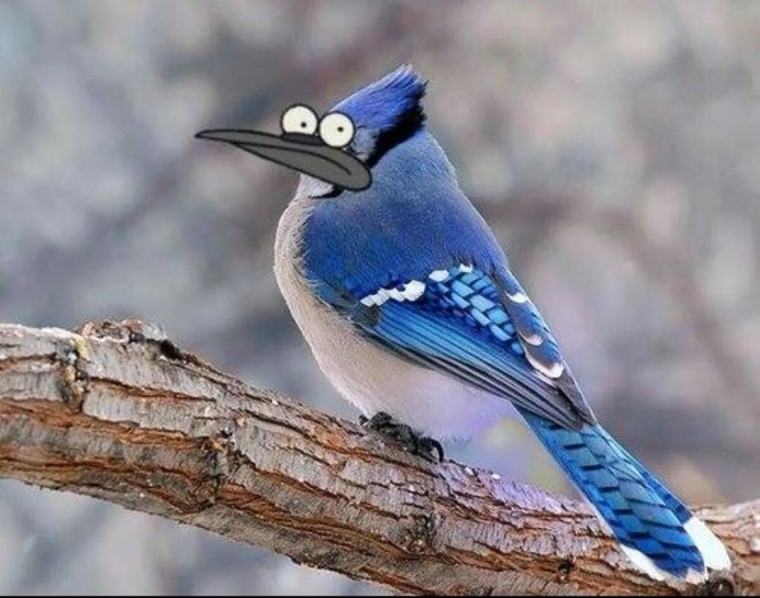 Синяя Сойка с хохолком