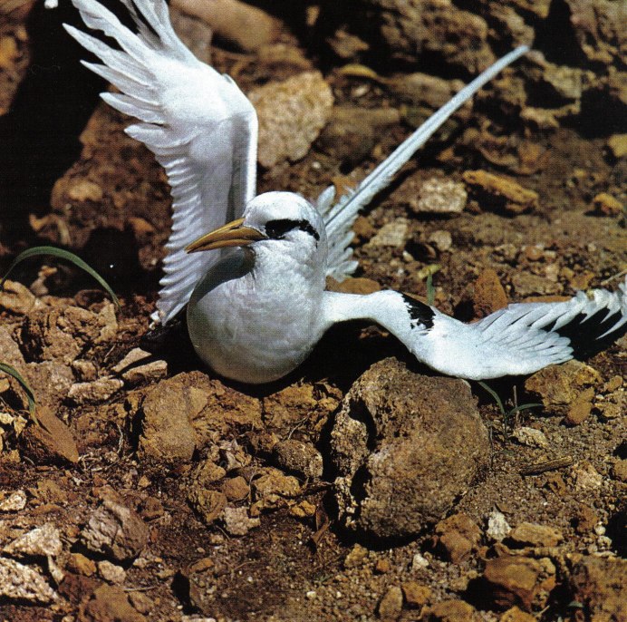 Phaethon lepturus