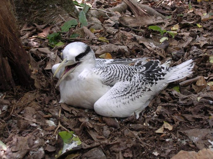 Phaethon Aethereus