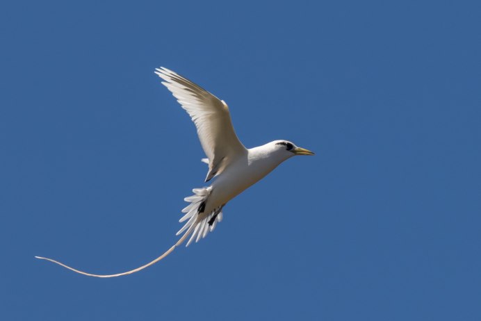 Phaethon lepturus