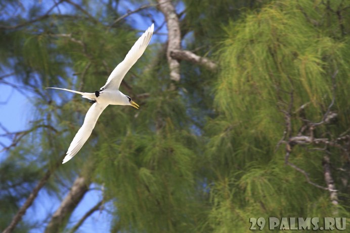 Phaethon lepturus