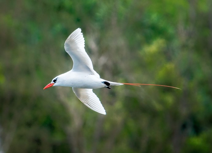 Red-tailed Tropicbird