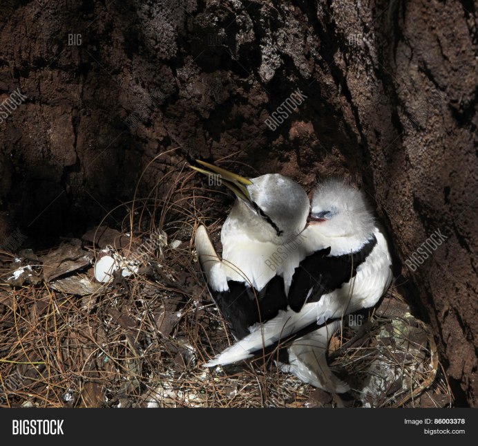 Weißschwanz Tropikvogel