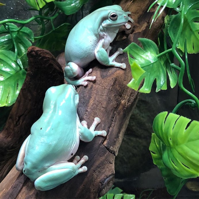 Blue Poison Dart Frog