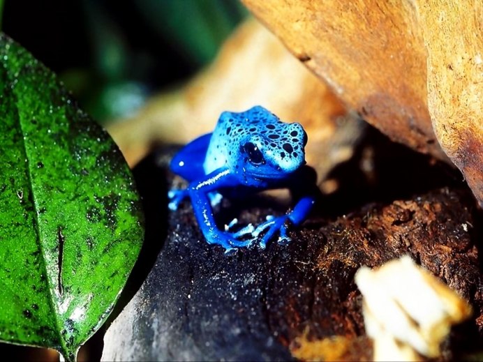 Hyla meridionalis
