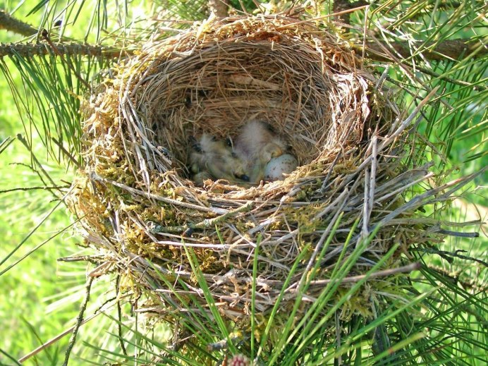 Бледная пересмешка (hippolais pallida)