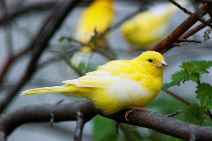 Golden Finch перевод