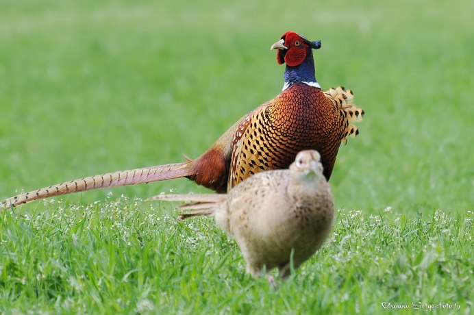 Северокавказский фазан