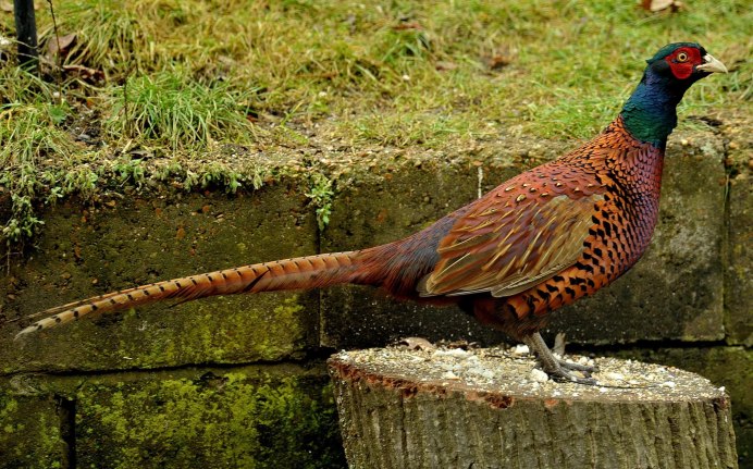 Кавказский фазан