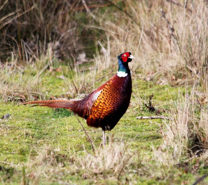 Фазан охотничий обыкновенный