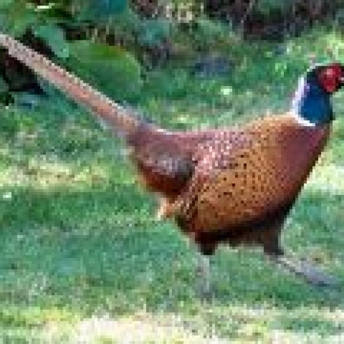 Фазан Амурский