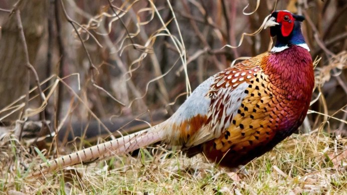 Обыкновенный фазан самка