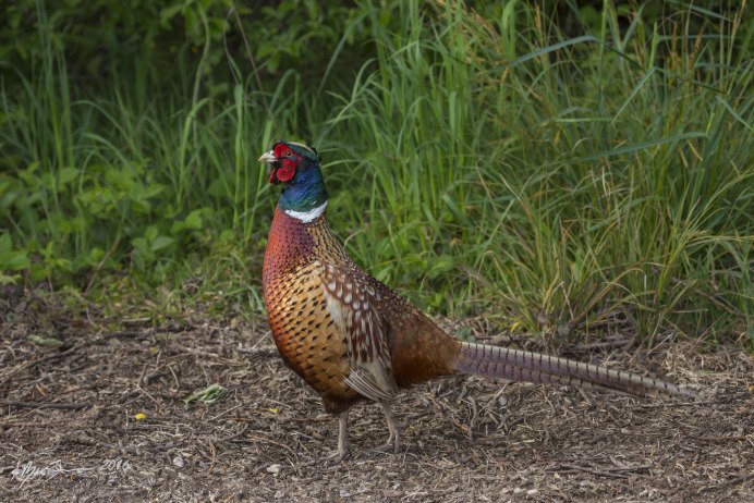 Фазан фазан