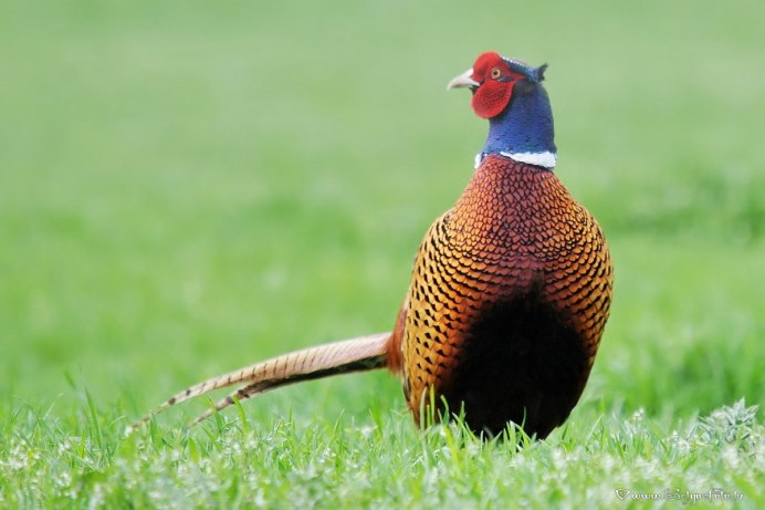 Фазан птица