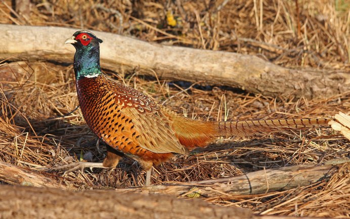 Изумрудный фазан