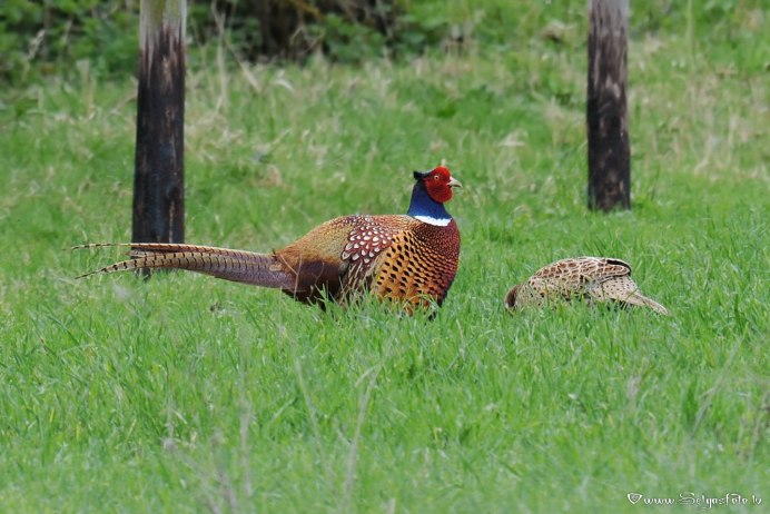 Африканский фазан