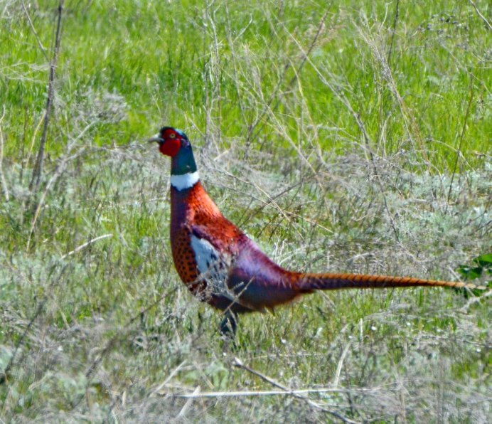 Вирджиния фазан Фрегат