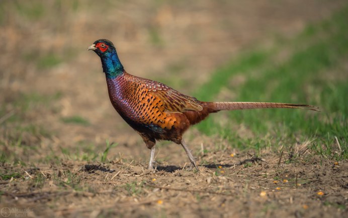 Фазан на Кубани