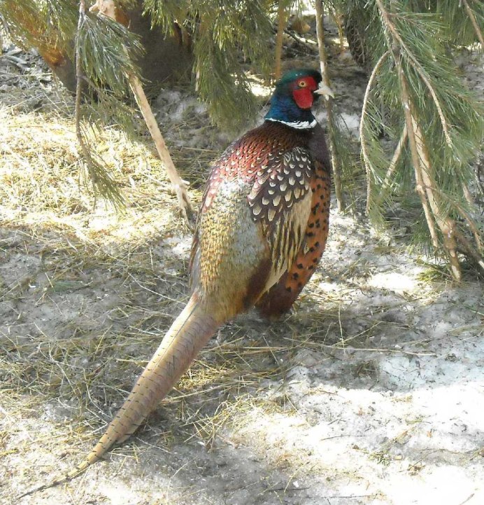 Клинохвостый фазан