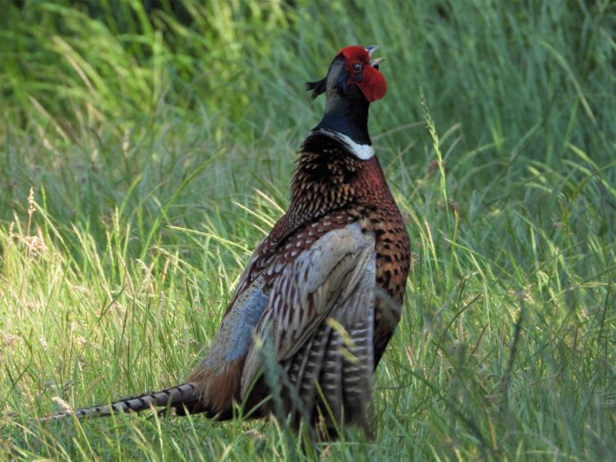 Обыкновенный фазан самка