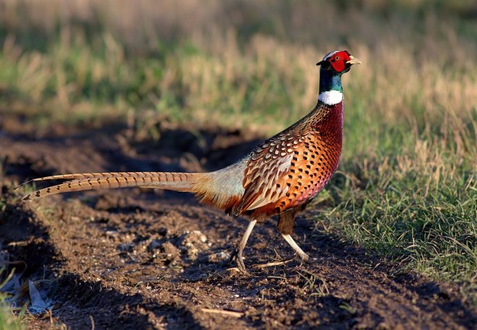 Фазан альбинос