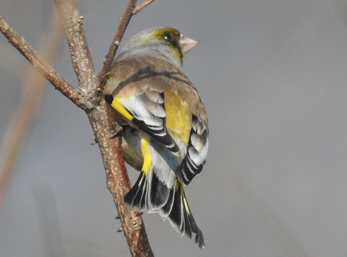 Carduelis Sinica