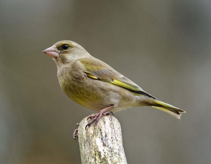 Китайская зеленушка (Chloris Sinica (Carduelis Sinica))