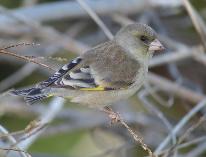 Китайская зеленушка (Chloris Sinica (Carduelis Sinica))