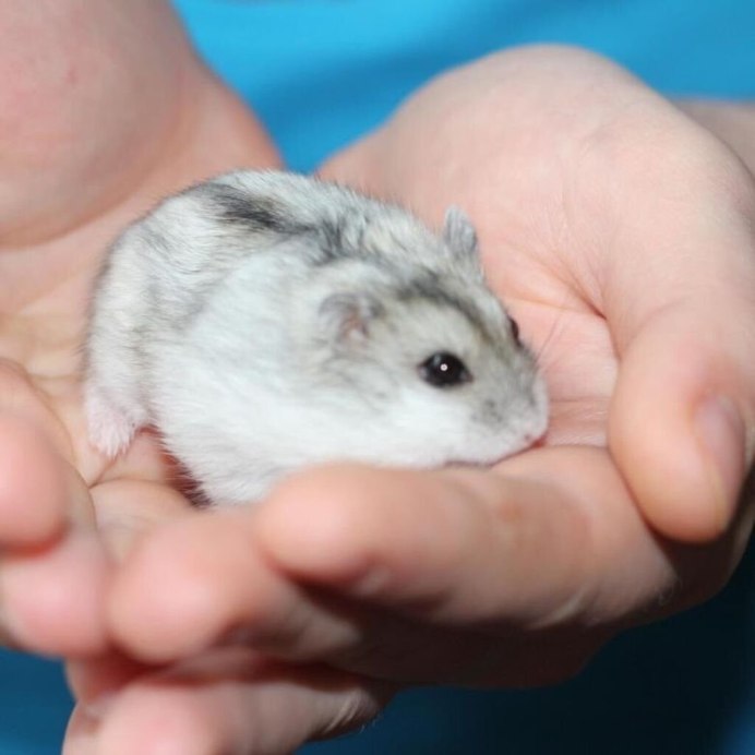 Джунгарский хомячок