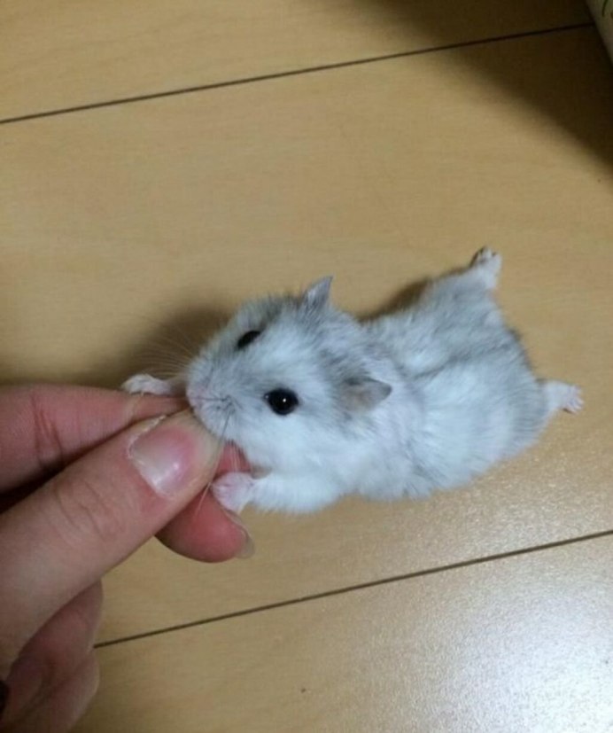 Джунгарский хомячок