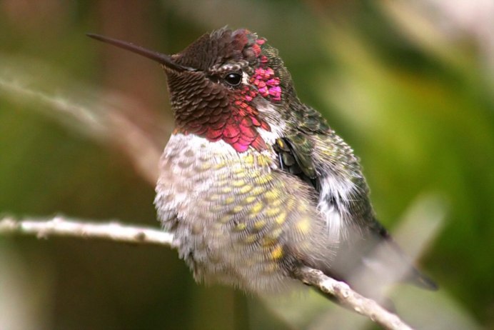 Mellisuga helenae