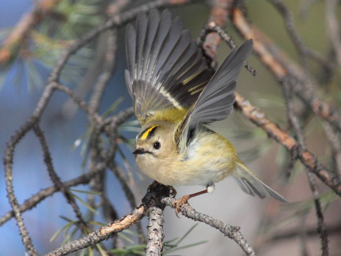 Желтоголовый королёк (Regulus Regulus)