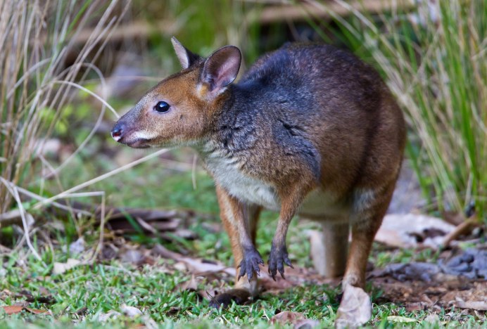 Красноногий Филандер