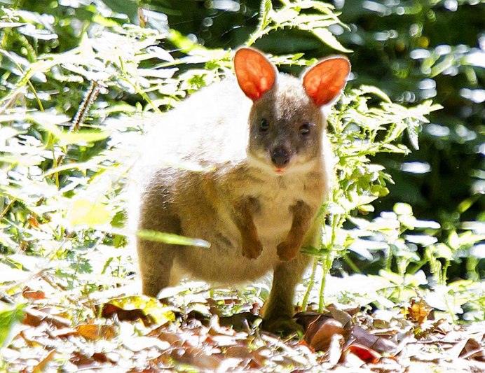 Белогрудый Филандер