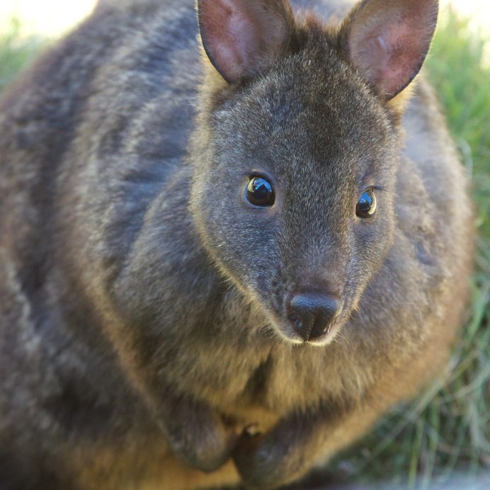 Белогрудый Филандер