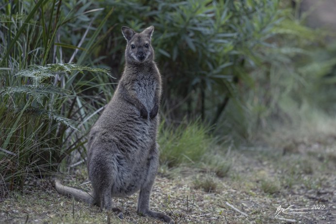 Тасманский кенгуру