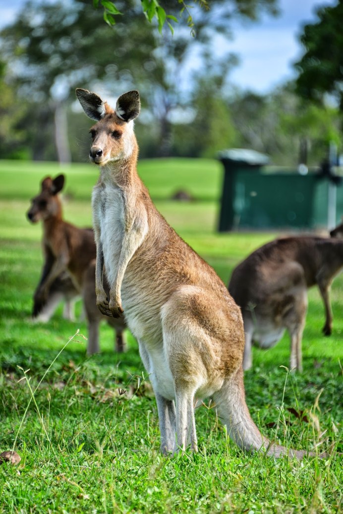Карликовый кенгуру валлаби