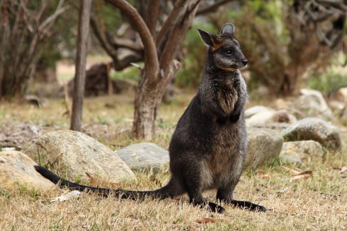 Тасманийский поссум