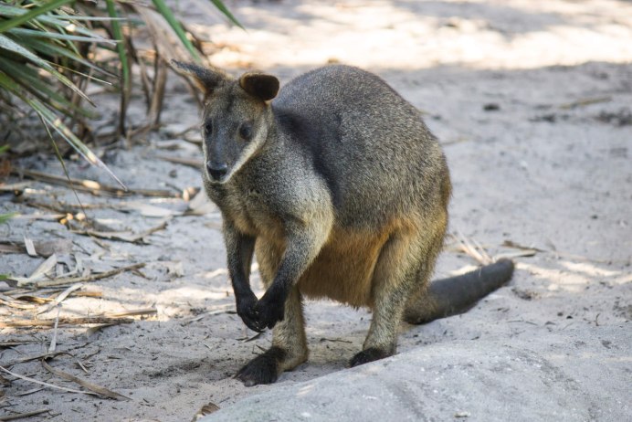Красноногий Филандер