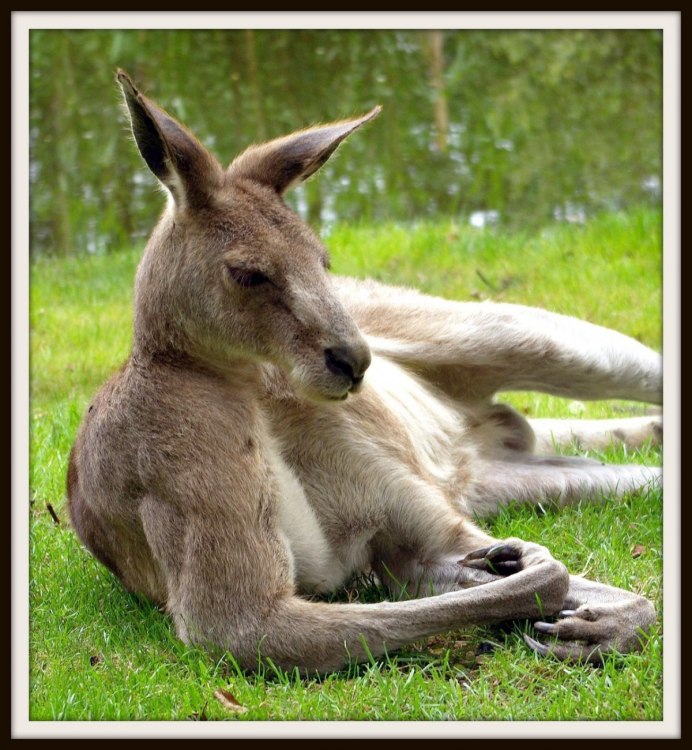 Кенгуру валлаби