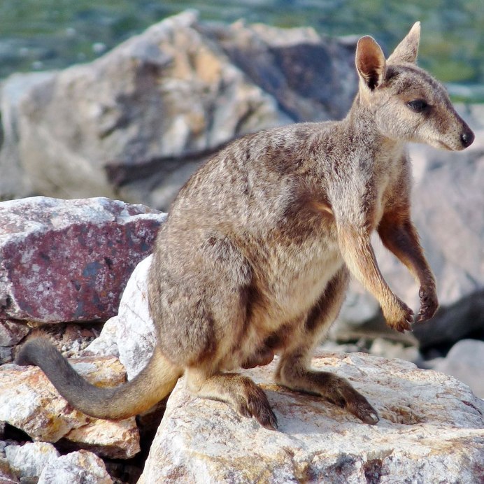 Сумчатые кенгуру