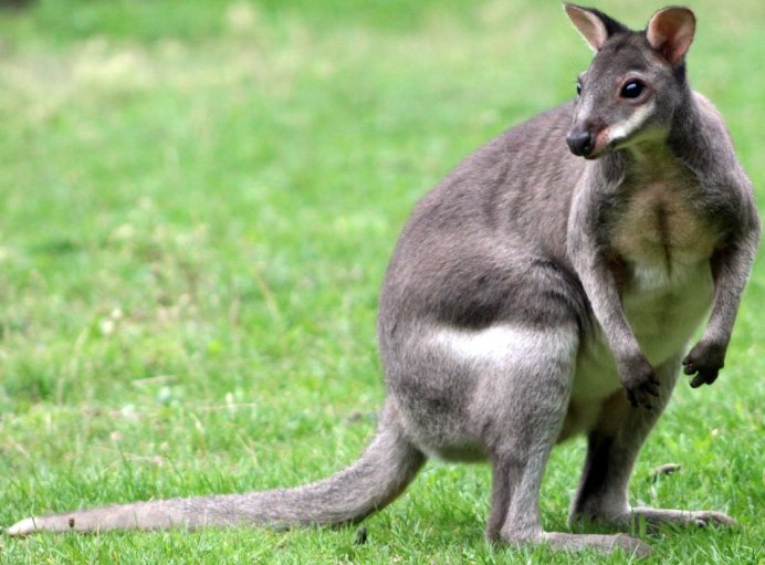 Kangaroo Valley Австралия