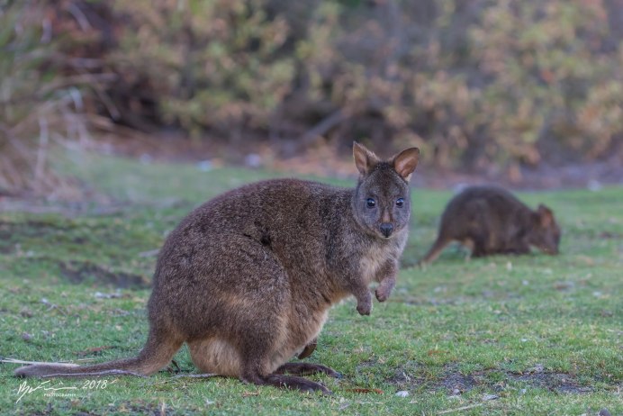 Тасманийский Филандер