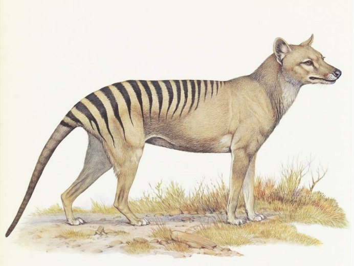 Древесный кенгуру валлаби